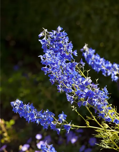 Delphinium x cultorum