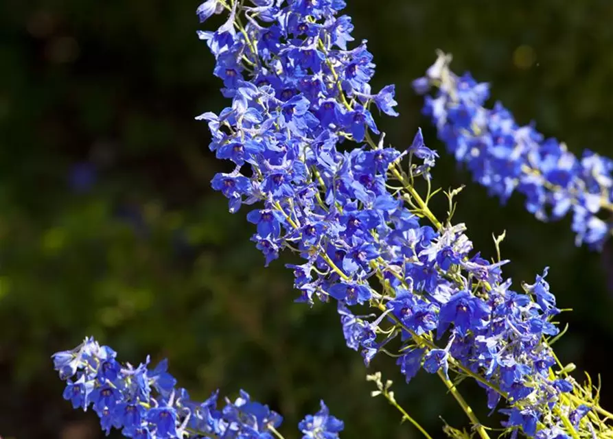 Delphinium x cultorum