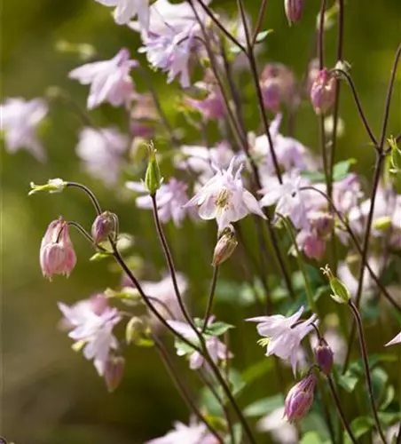 Aquilegia vulgaris