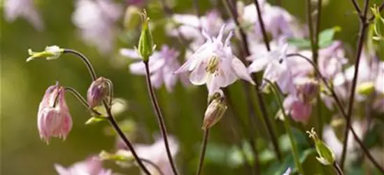 Aquilegia vulgaris