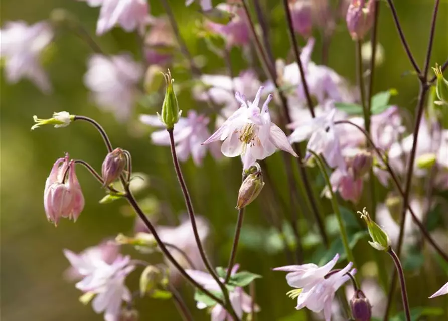 Aquilegia vulgaris