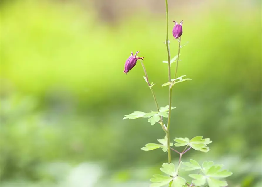 Aquilegia vulgaris