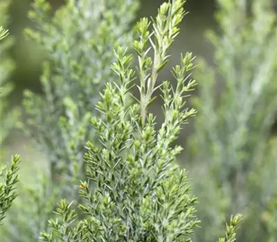 Chamaecyparis lawsoniana 'Ellwoodii'