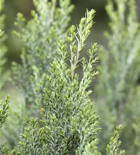 Chamaecyparis lawsoniana 'Ellwoodii'