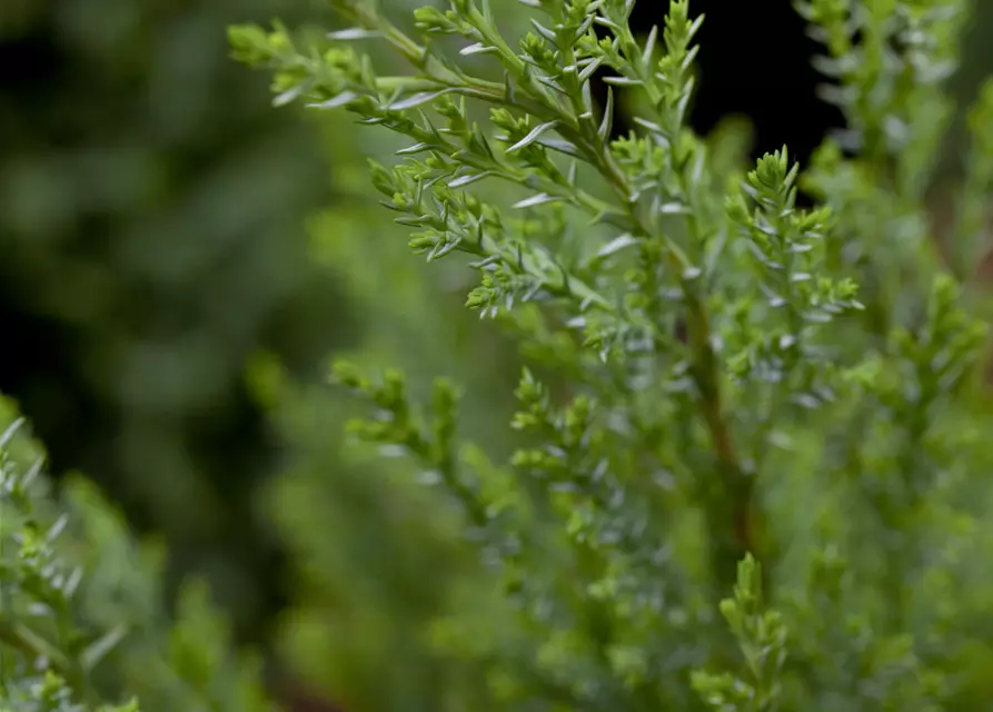 Chamaecyparis lawsoniana 'Ellwoodii'