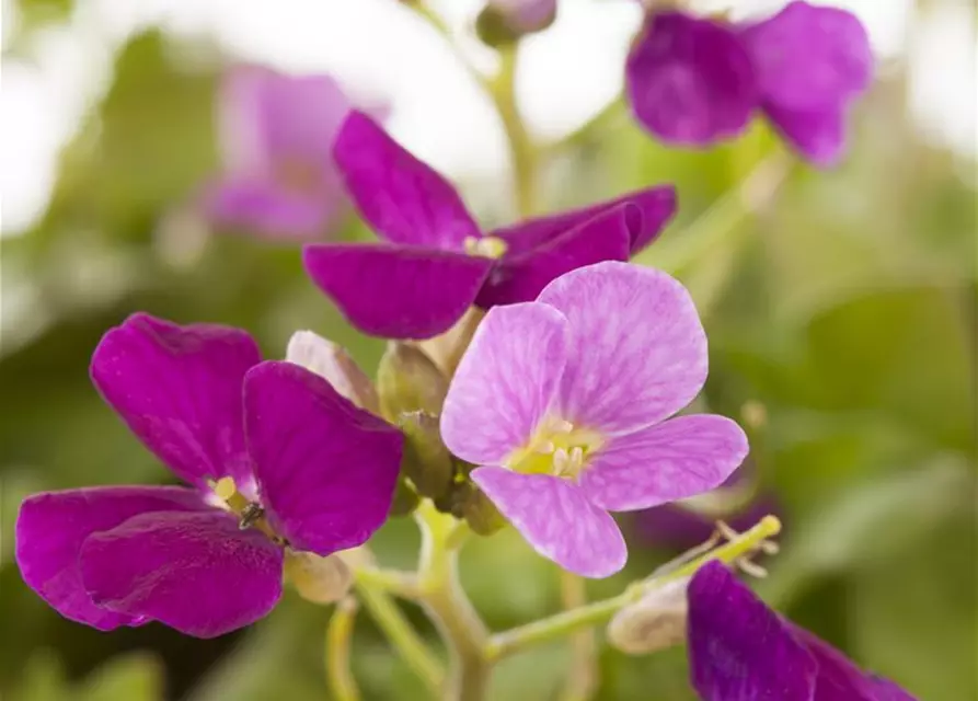 Arabis caucasica