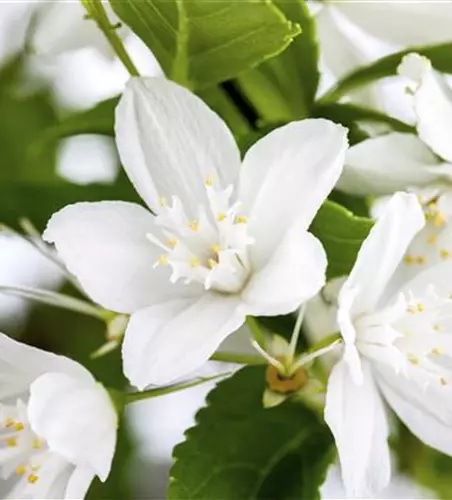 Deutzia gracilis