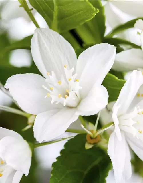 Deutzia gracilis