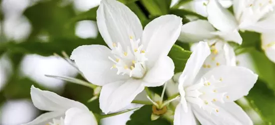 Deutzia gracilis