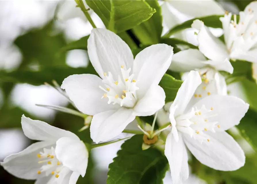 Deutzia gracilis