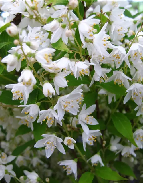 Deutzia gracilis