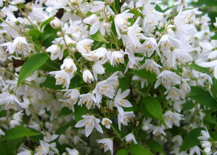 Deutzia gracilis