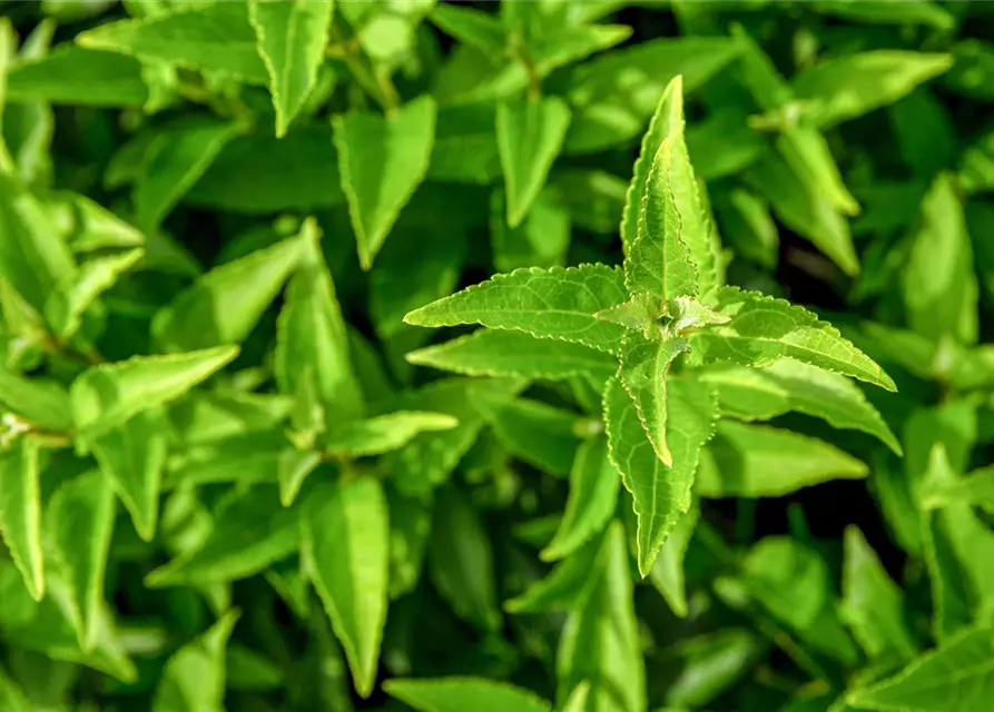 Deutzia gracilis