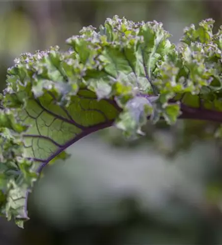 Brassica oleracea var. sabellica