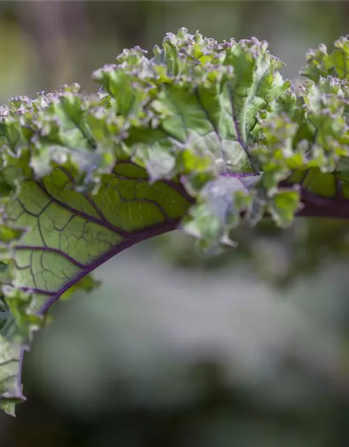 Brassica oleracea var. sabellica