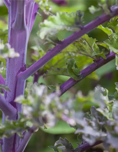 Brassica oleracea var. sabellica