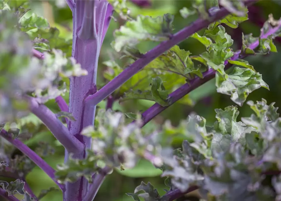 Brassica oleracea var. sabellica