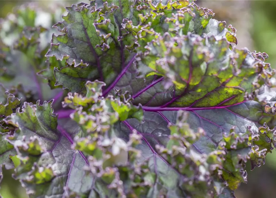 Brassica oleracea var. sabellica