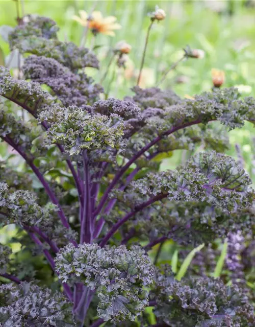 Brassica oleracea var. sabellica