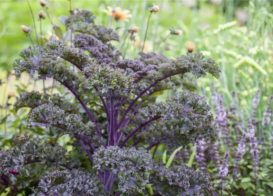 Brassica oleracea var. sabellica