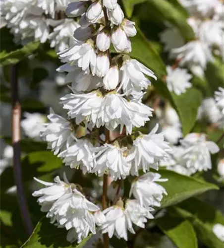 Deutzia scabra 'Plena'