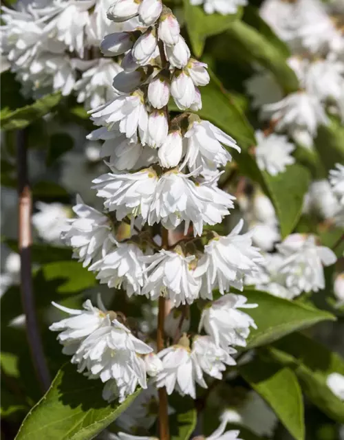 Deutzia scabra 'Plena'