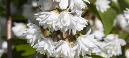 Deutzia scabra 'Plena'