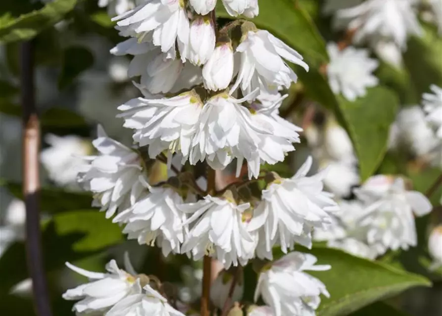 Deutzia scabra 'Plena'