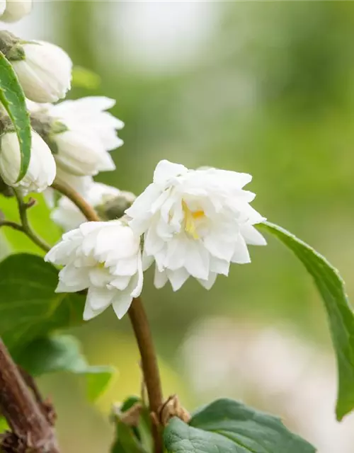 Deutzia scabra 'Plena'