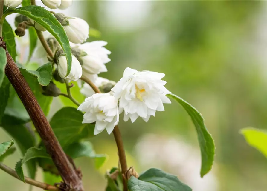 Deutzia scabra 'Plena'