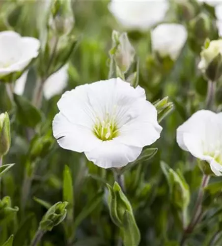 Arenaria montana