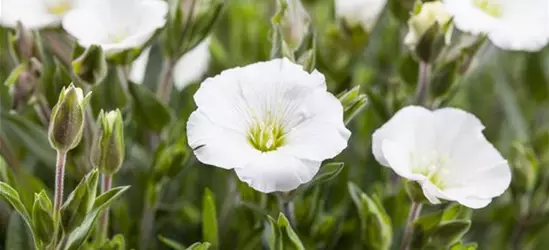 Arenaria montana