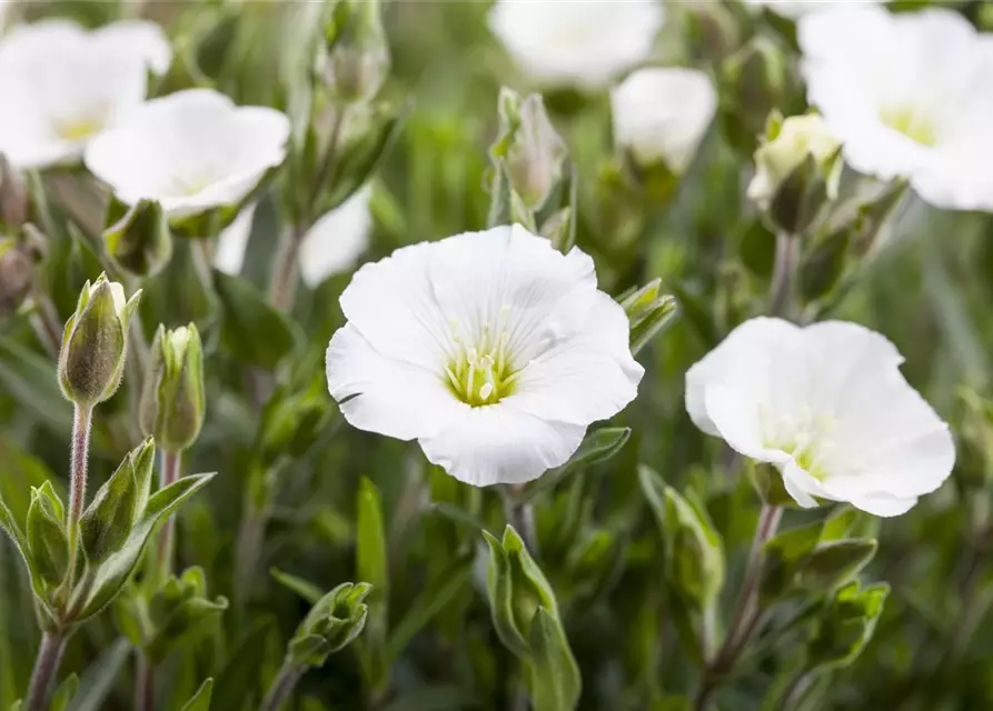 Arenaria montana