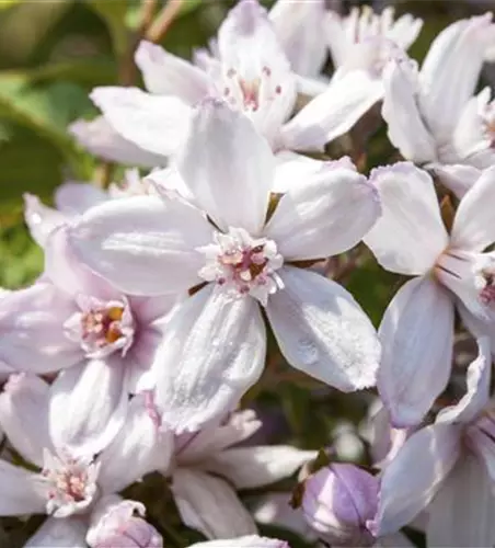 Deutzia x hybrida 'Mont Rose'