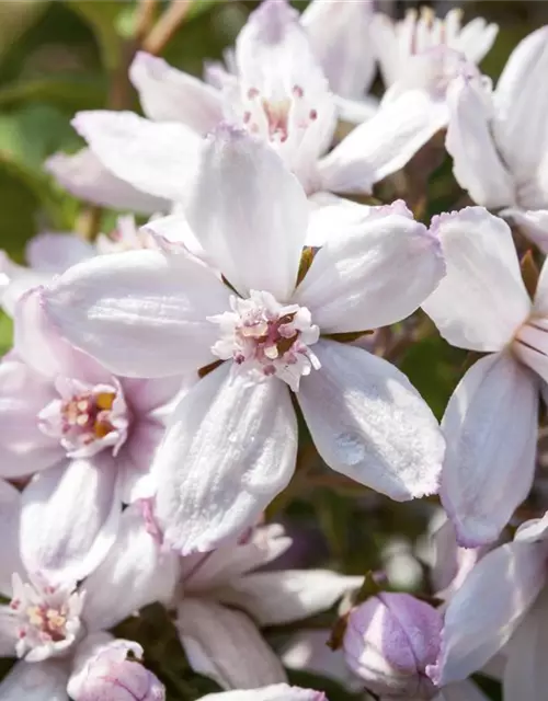 Deutzia x hybrida 'Mont Rose'