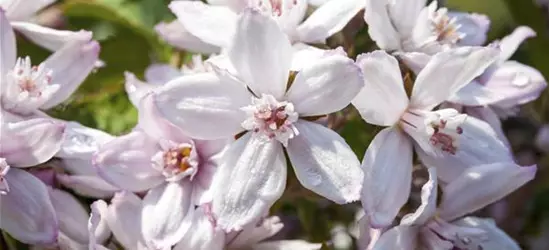 Deutzia x hybrida 'Mont Rose'