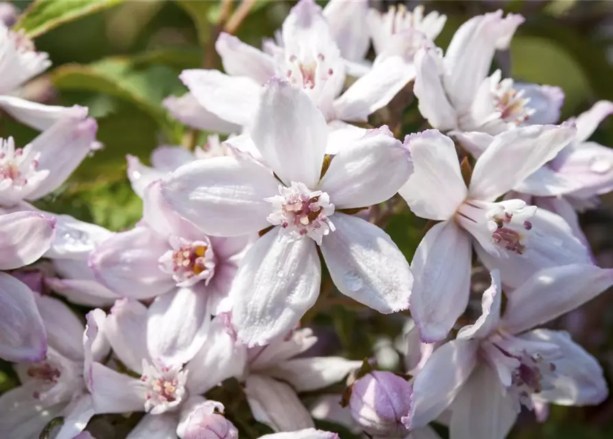 Deutzia x hybrida 'Mont Rose'