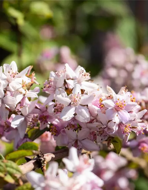 Deutzia x hybrida 'Mont Rose'