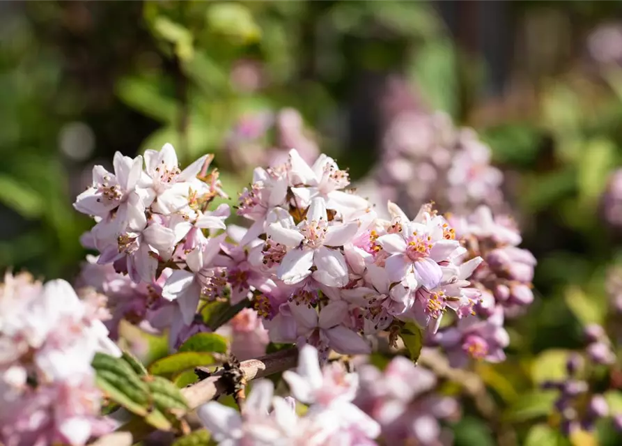 Deutzia x hybrida 'Mont Rose'