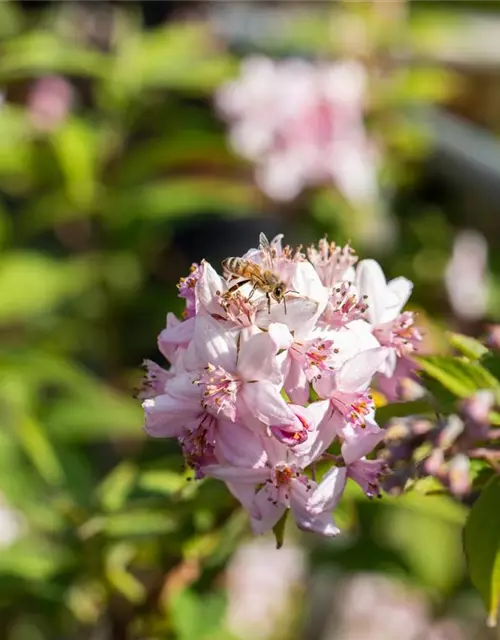 Deutzia x hybrida 'Mont Rose'