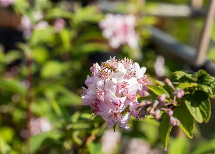 Deutzia x hybrida 'Mont Rose'