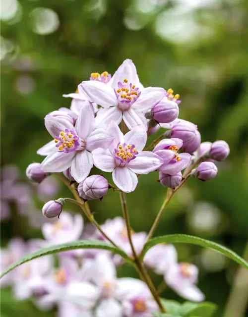 Deutzia x hybrida 'Mont Rose'