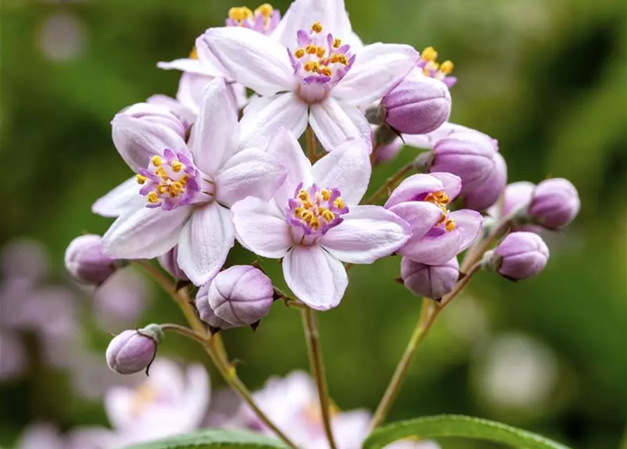 Deutzia x hybrida 'Mont Rose'