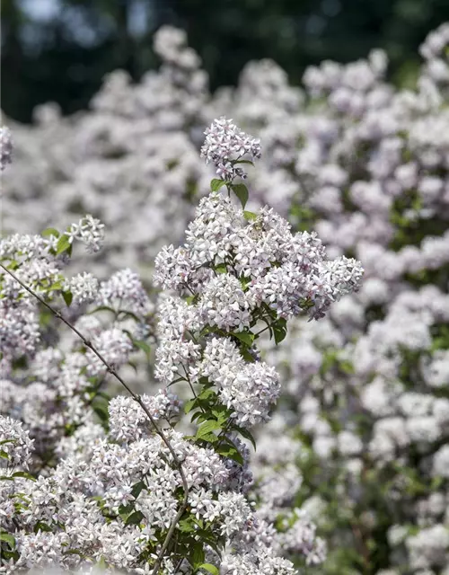 Deutzia x hybrida 'Mont Rose'