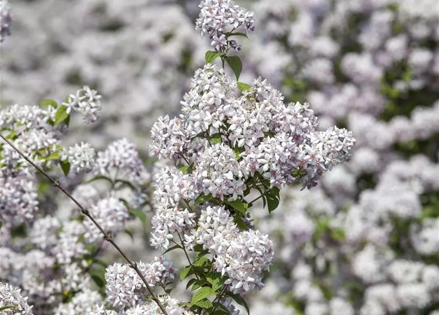 Deutzia x hybrida 'Mont Rose'