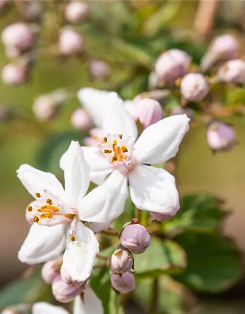 Deutzia x hybrida 'Mont Rose'