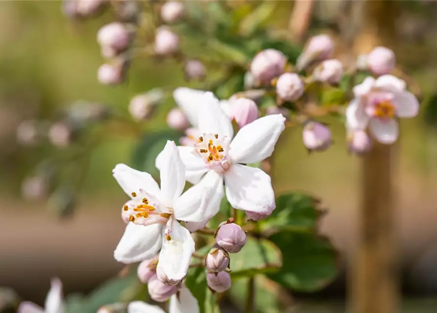 Deutzia x hybrida 'Mont Rose'