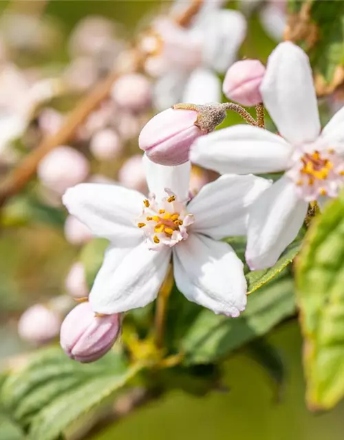 Deutzia x hybrida 'Mont Rose'