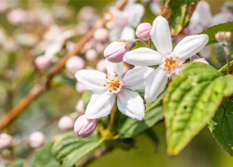 Deutzia x hybrida 'Mont Rose'