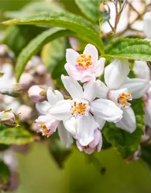 Deutzia x hybrida 'Mont Rose'